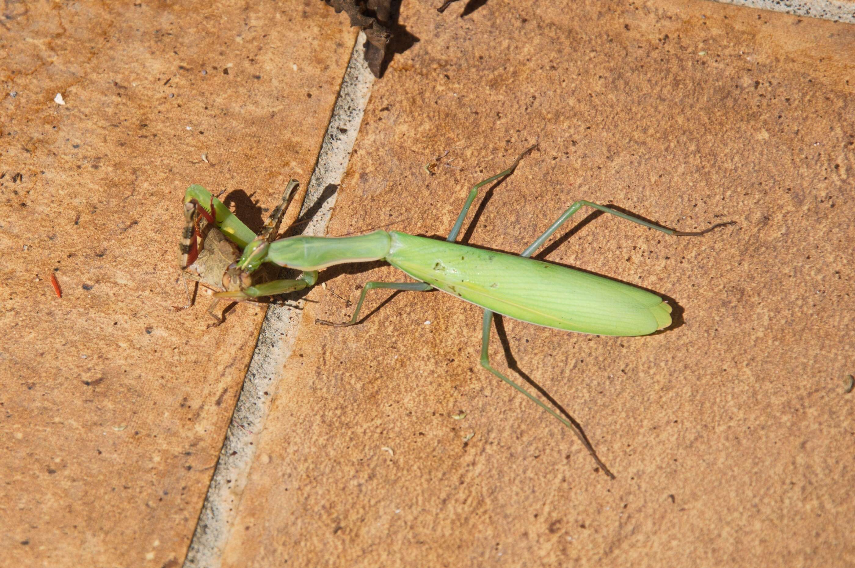 Image of Mantis