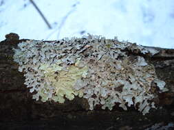 Image of Common greenshield lichen