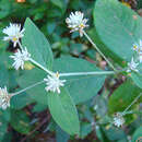 Image of Alternanthera pubiflora (Benth.) Kuntze