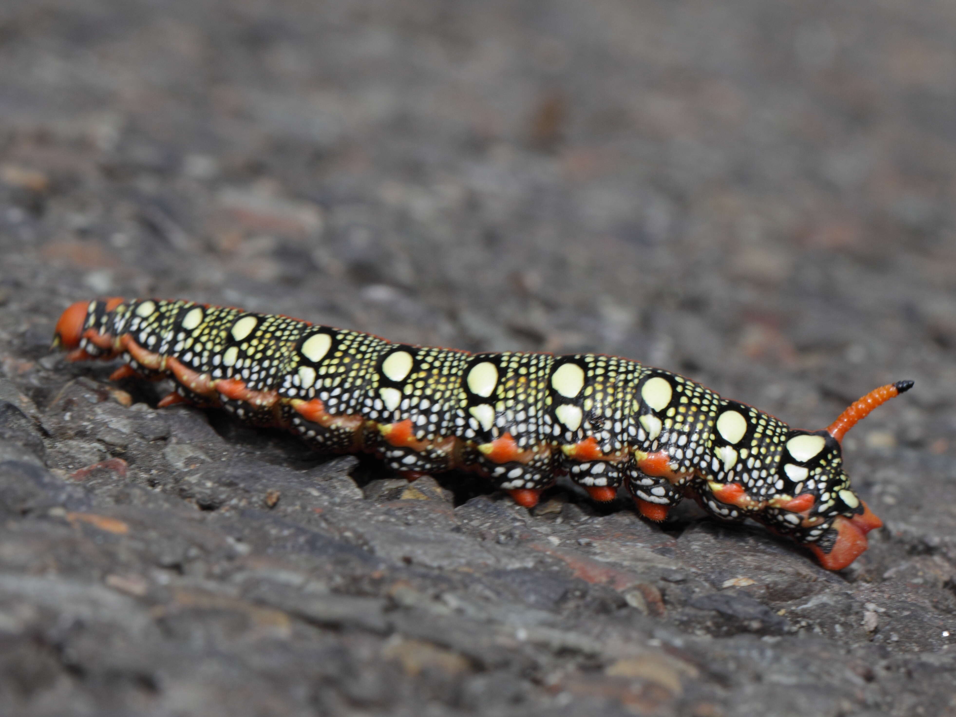 Image of Spurge Hawk Moth