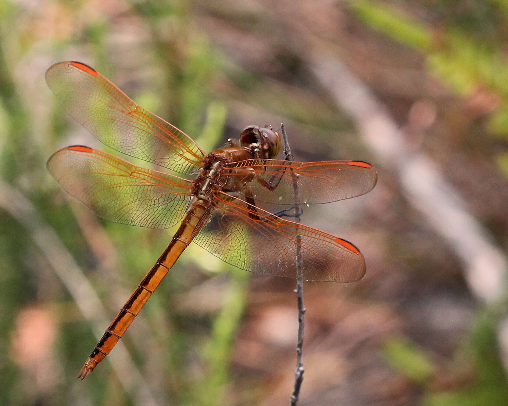 Image of Libellula Linnaeus 1758