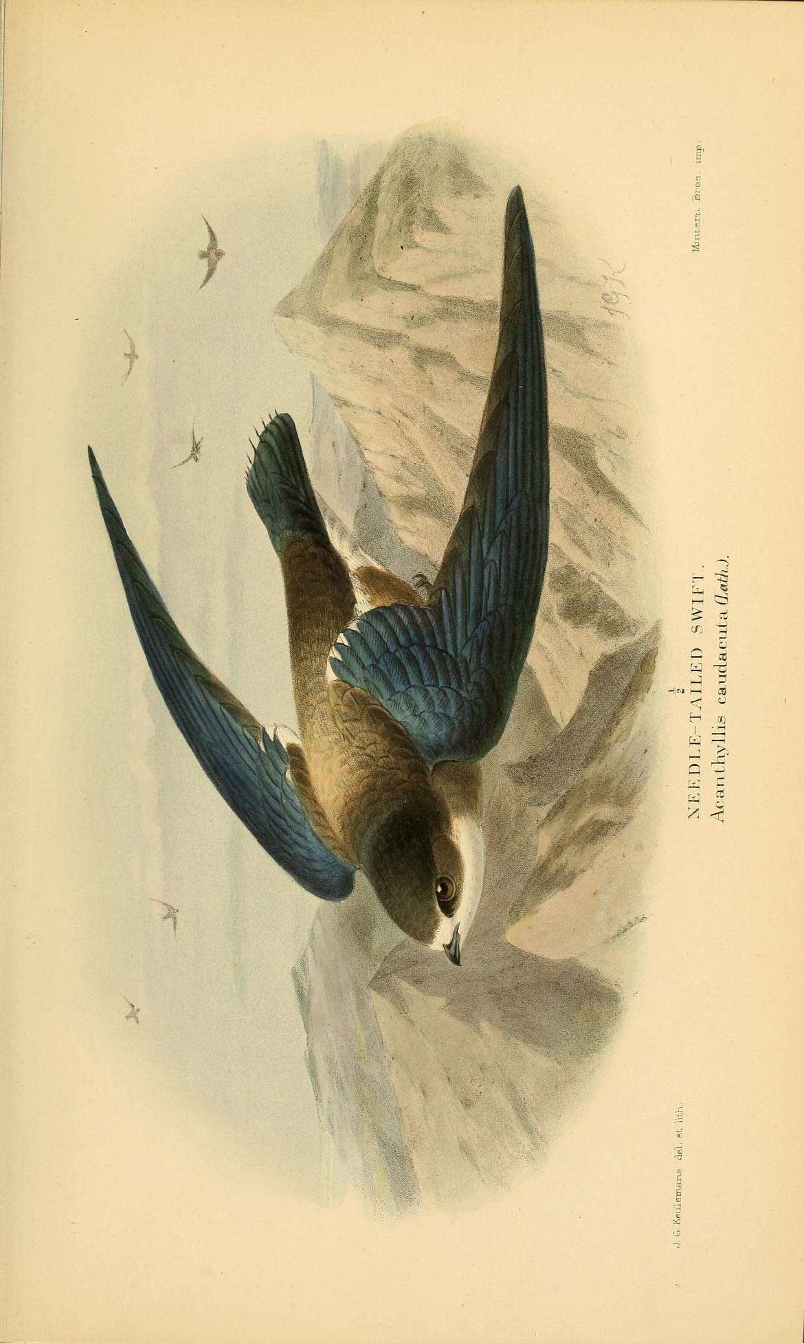 Image of Hirundapus Hodgson 1837