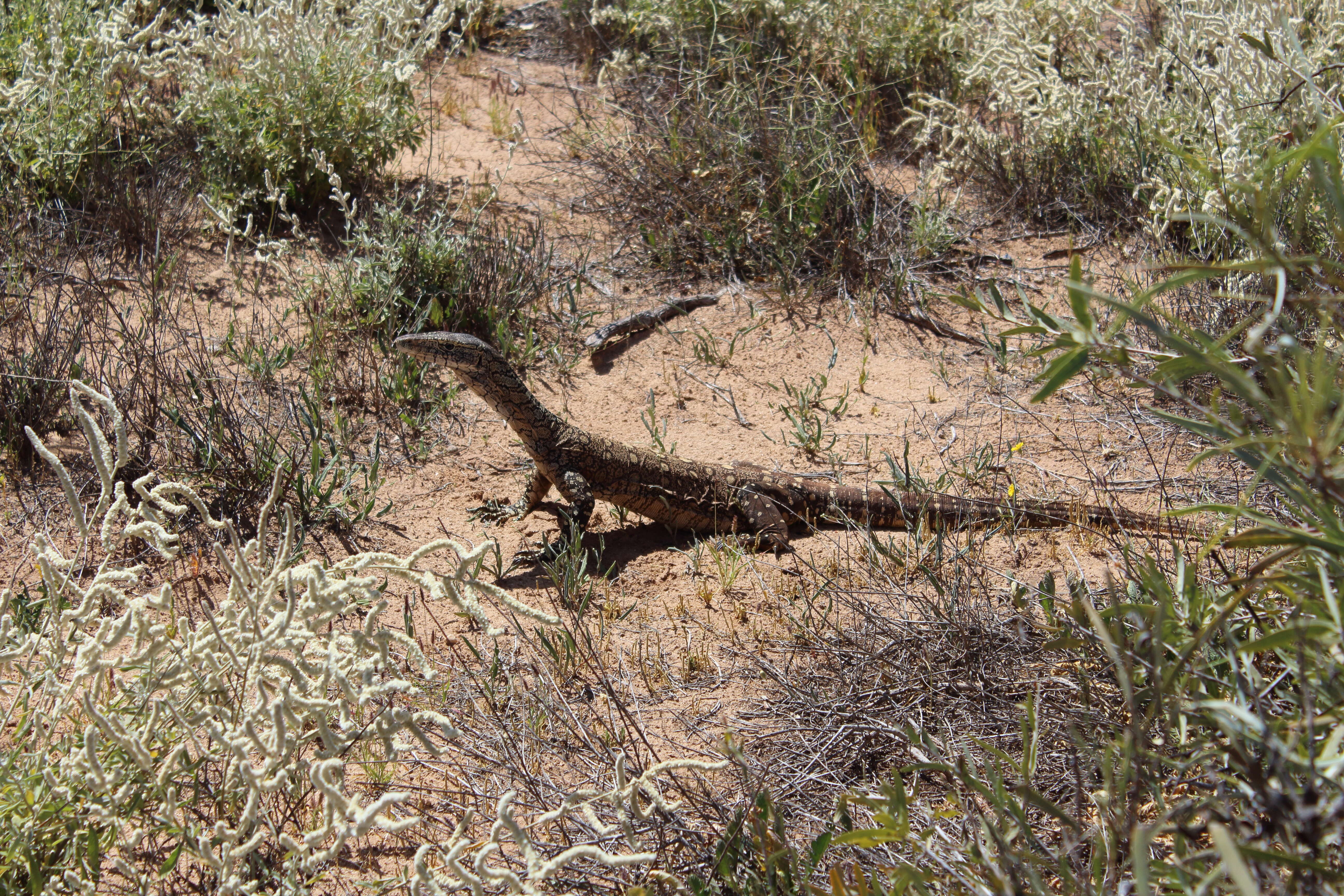 Image of monitor lizards