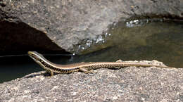 Image of water skink