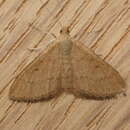 Image de Scopula rubraria Doubleday 1843