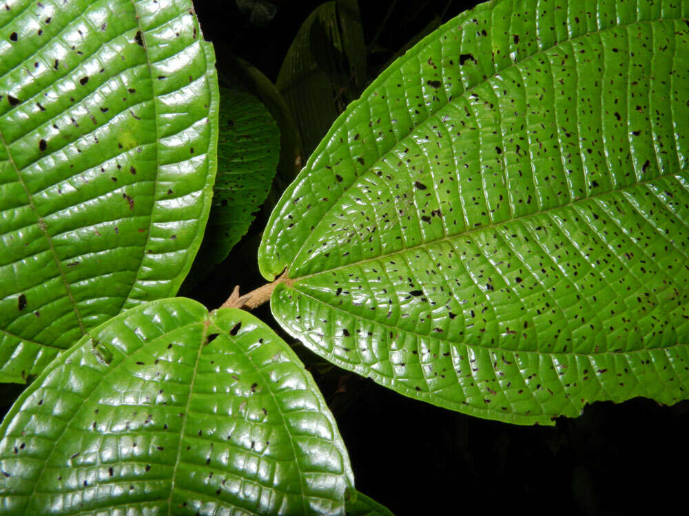 Image of Miconia multispicata Naud.