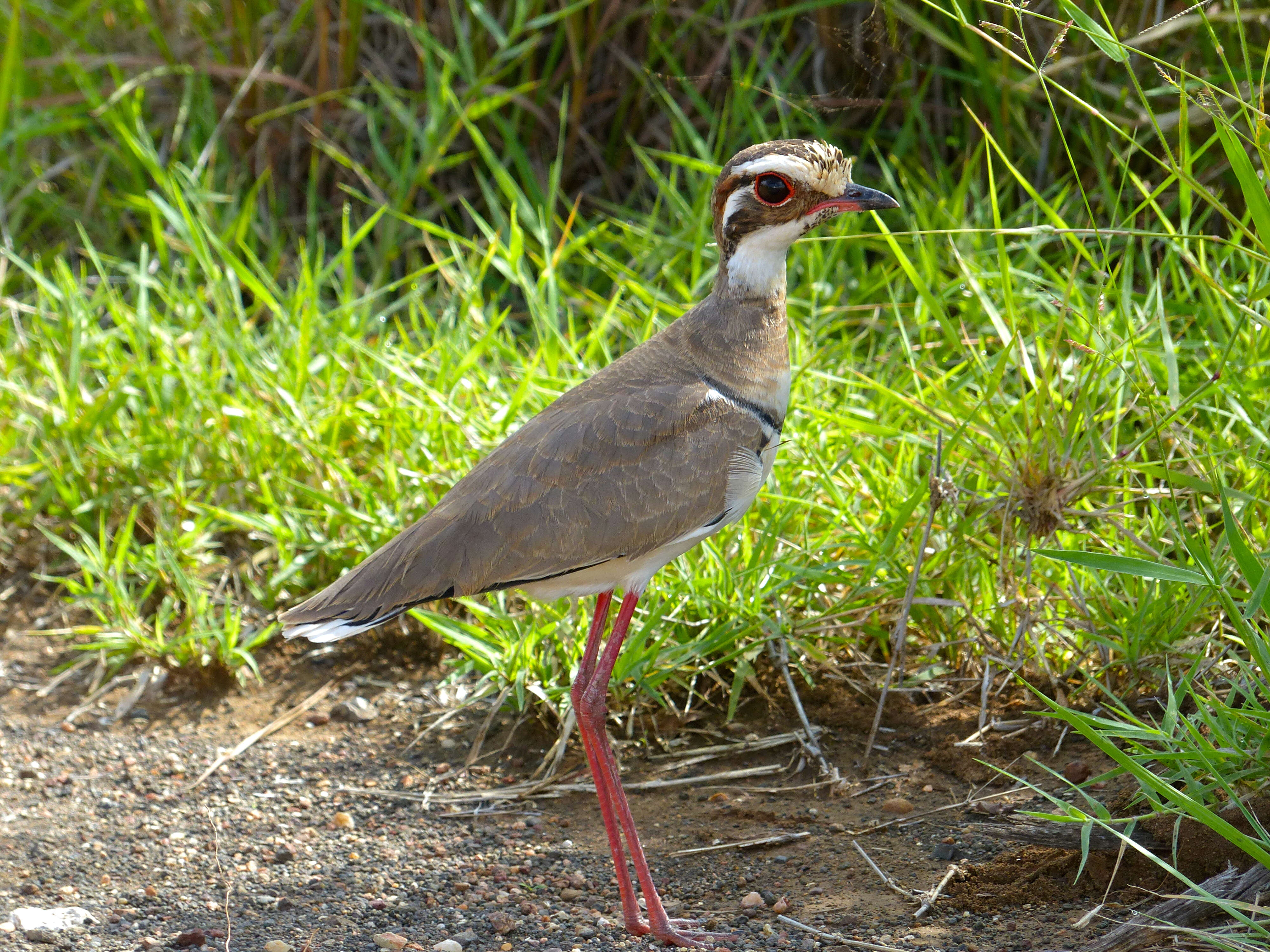 Слика од Rhinoptilus Strickland 1852