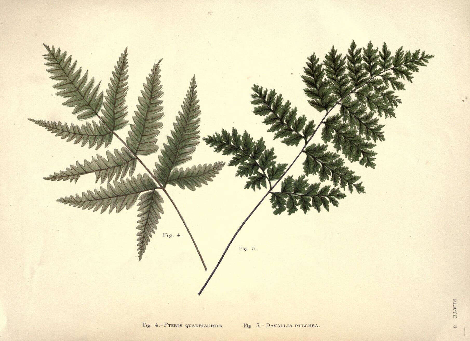 Imagem de Pteris quadriaurita Retz.