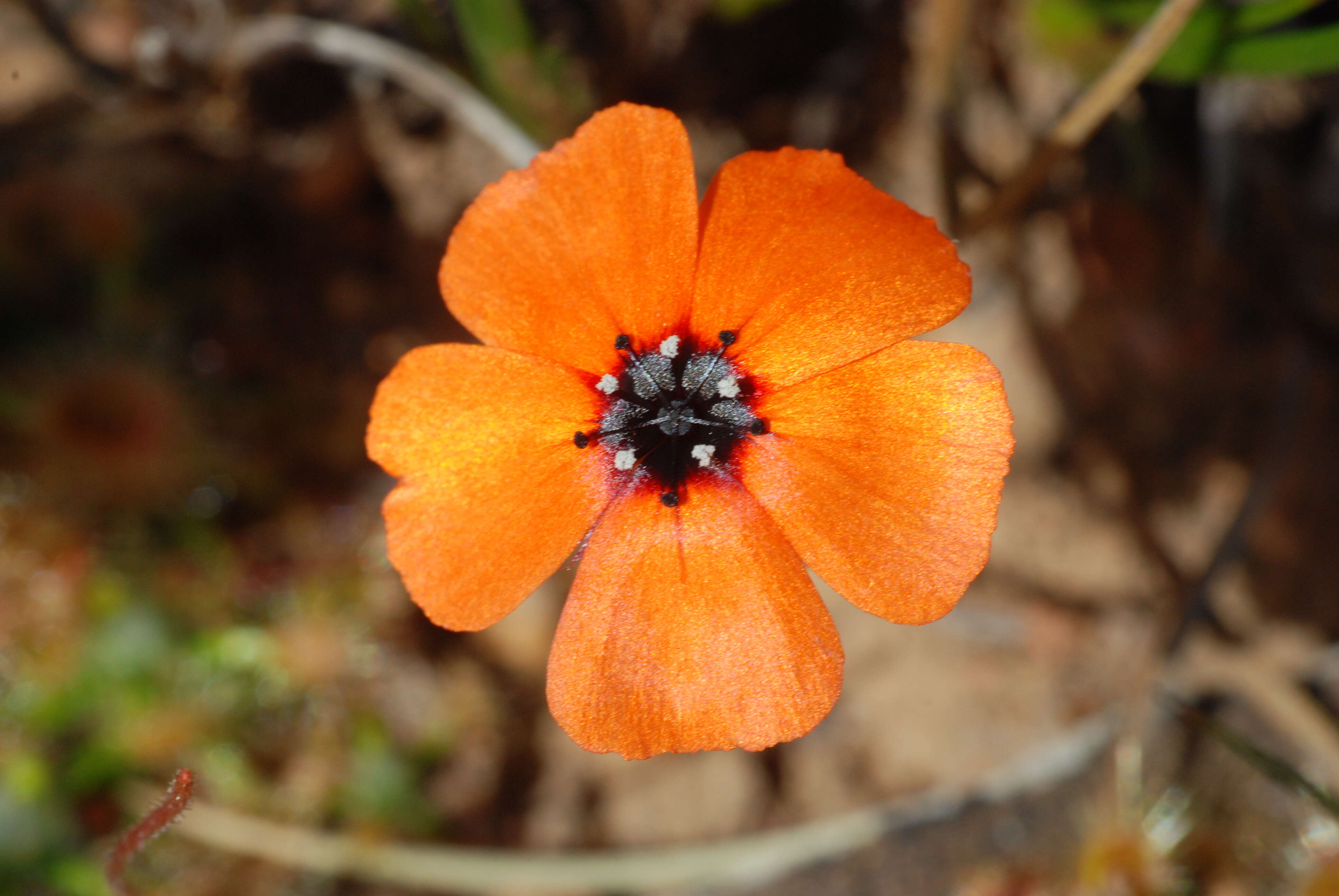 Image of Drosera sewelliae Diels