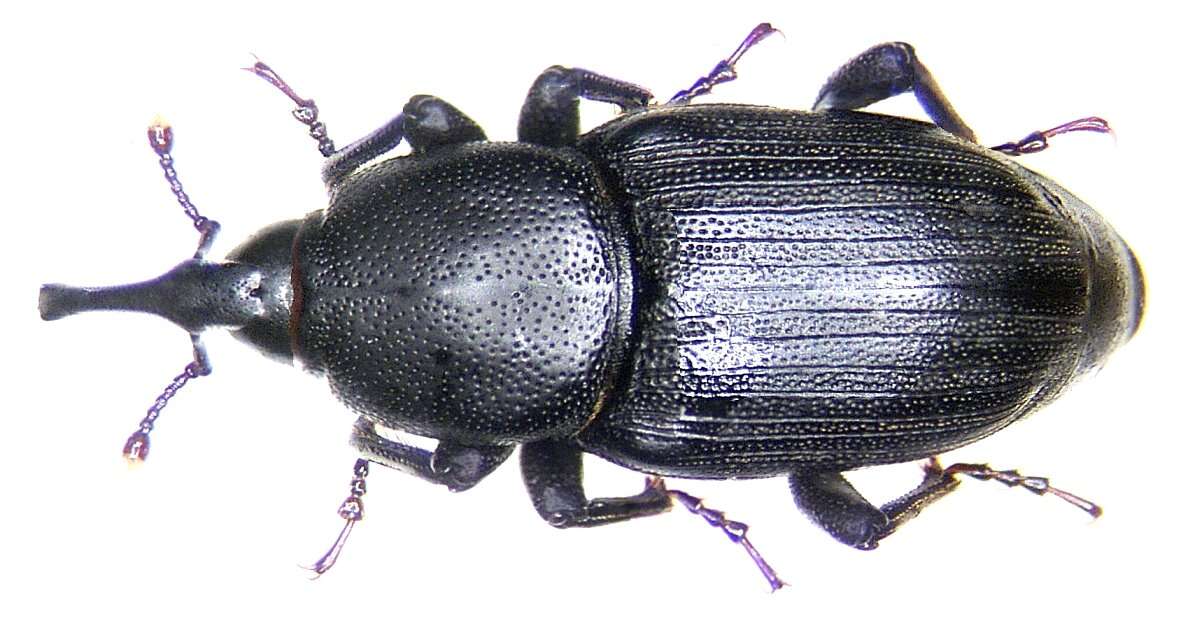 Image of Sphenophorus striatopunctata