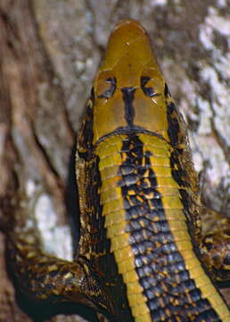 Image of western Girdled Lizard