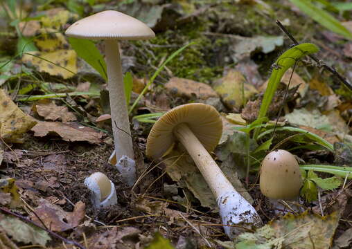 Image of Amanita contui Bon & Courtec. 1989