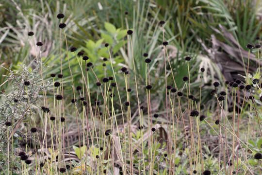 Image of Rayless Sunflower