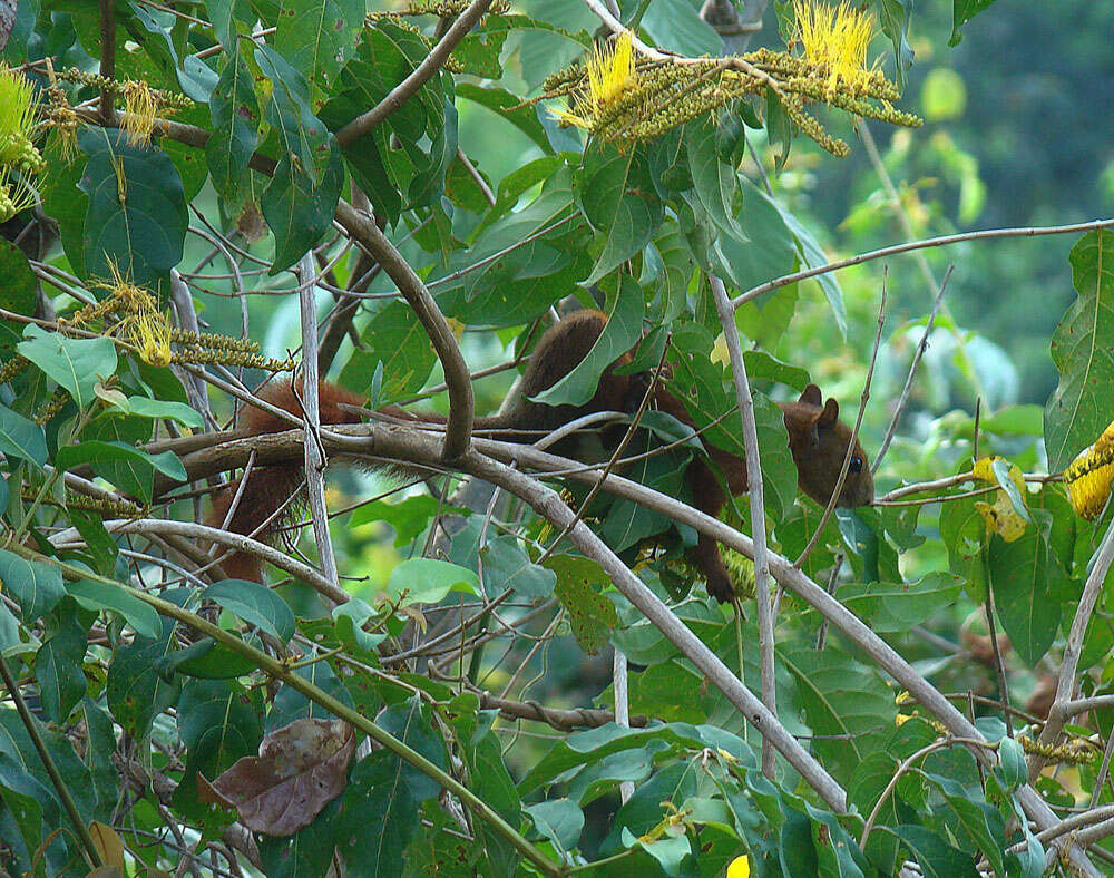 Image of Red-tailed Squirrel