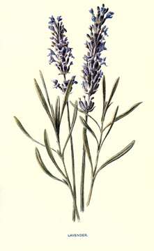 Image of English Lavendar