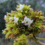 Image of Hypenia densiflora (Pohl ex Benth.) Harley