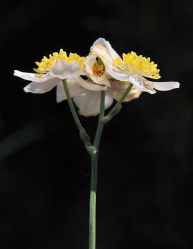 Image de Thalictrum tuberosum L.