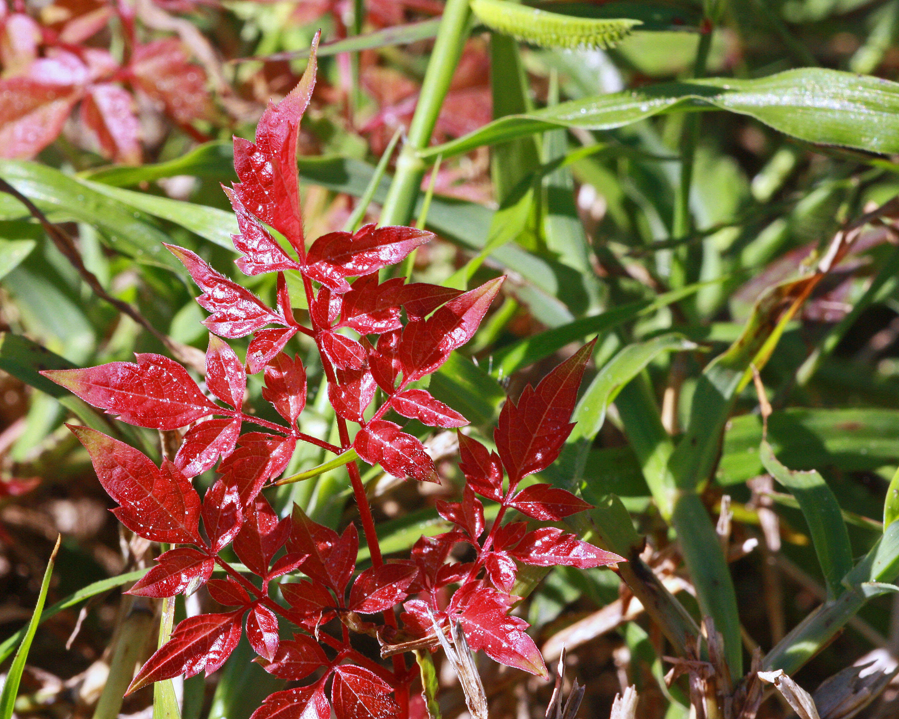 Imagem de Ampelopsis arborea (L.) Koehne