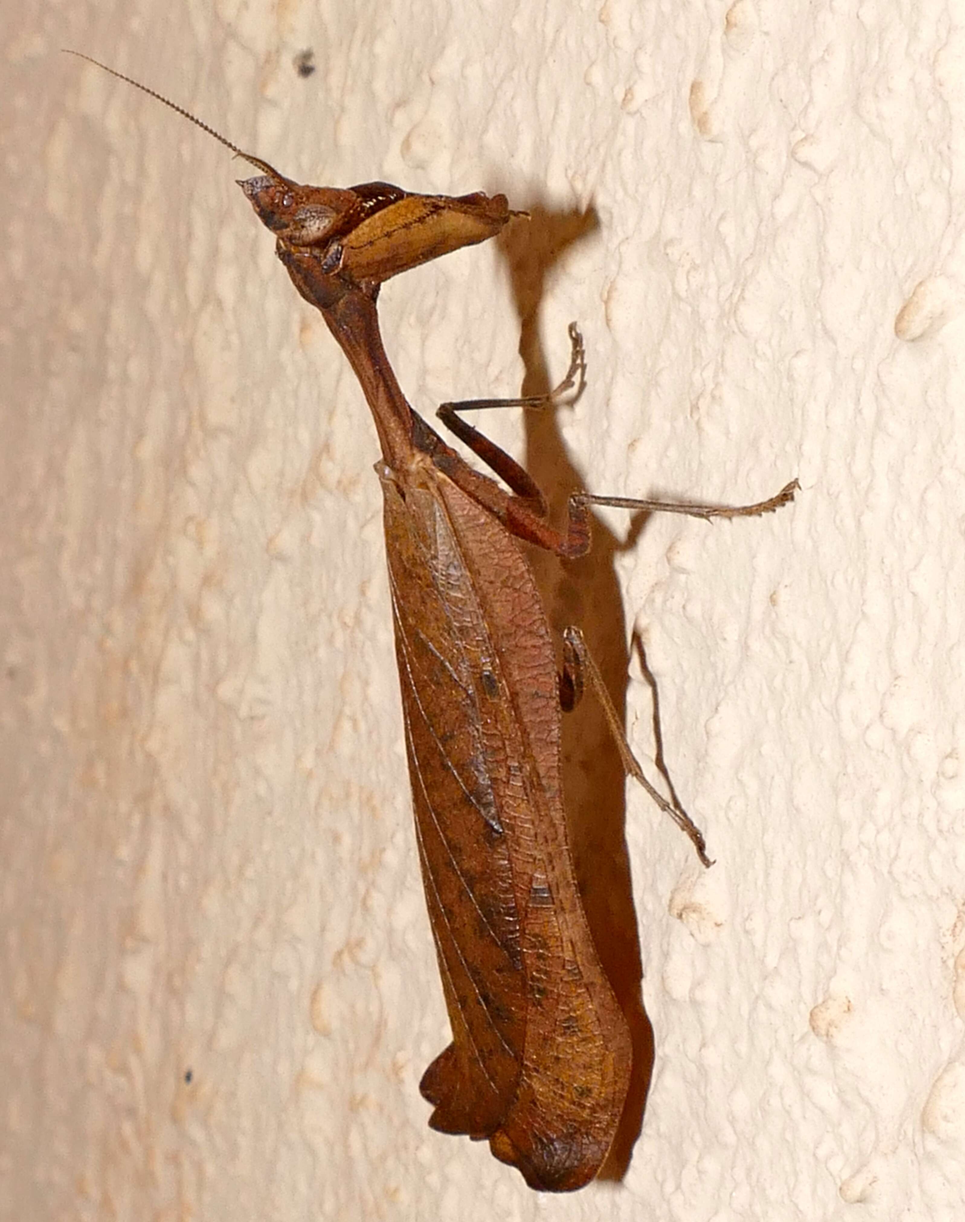 Image of Acanthopidae