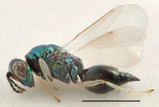 Image of eulophid wasps