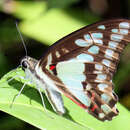 Image of Great Jay Butterfly
