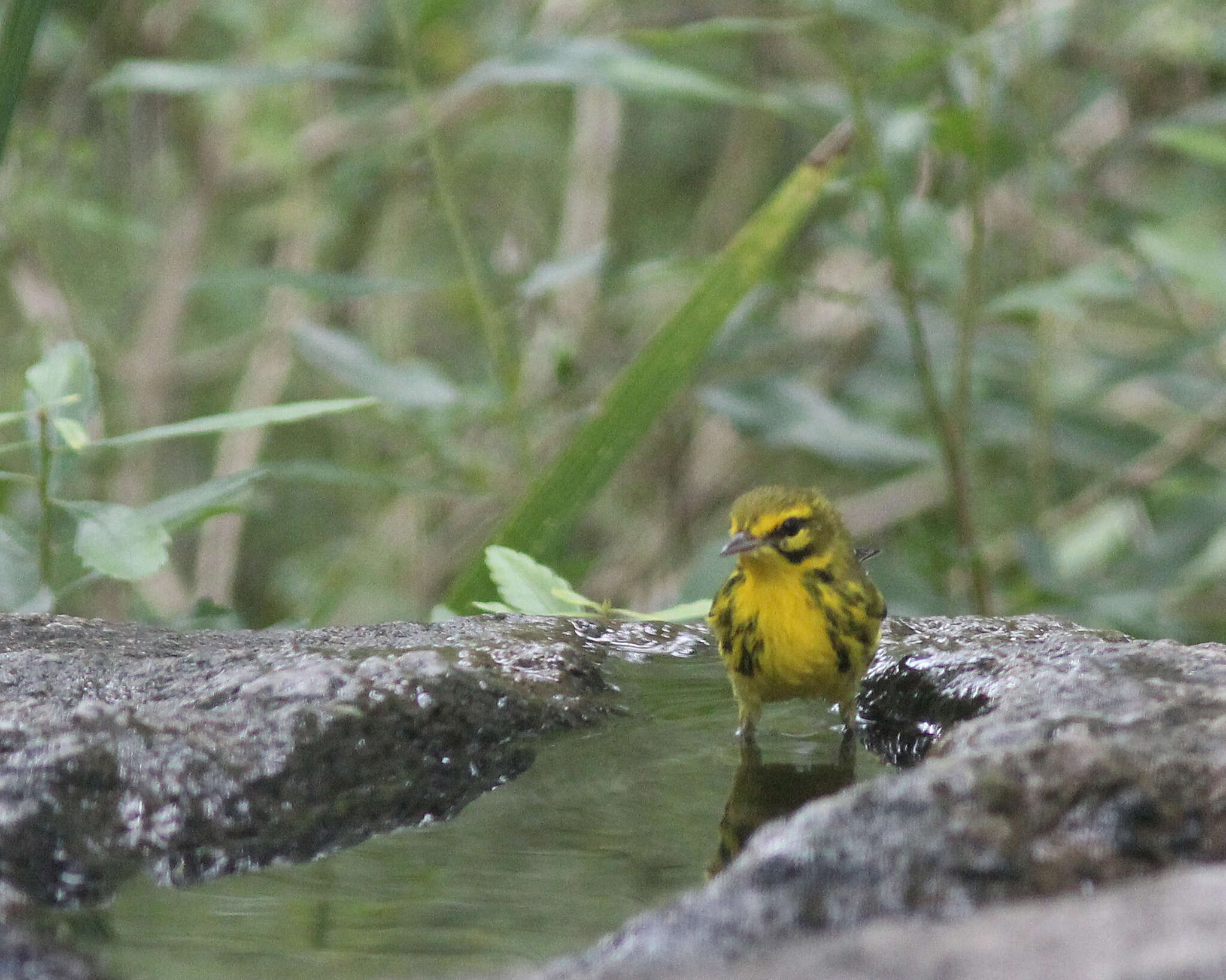 Image of Prairie Warbler