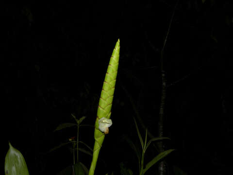 صورة Werauhia gladioliflora (H. Wendl.) J. R. Grant