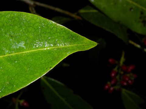 Image of Erythroxylum macrophyllum Cav.