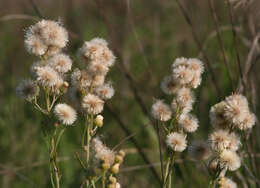 Erigeron bonariensis L. resmi