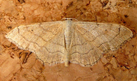 Image of riband wave