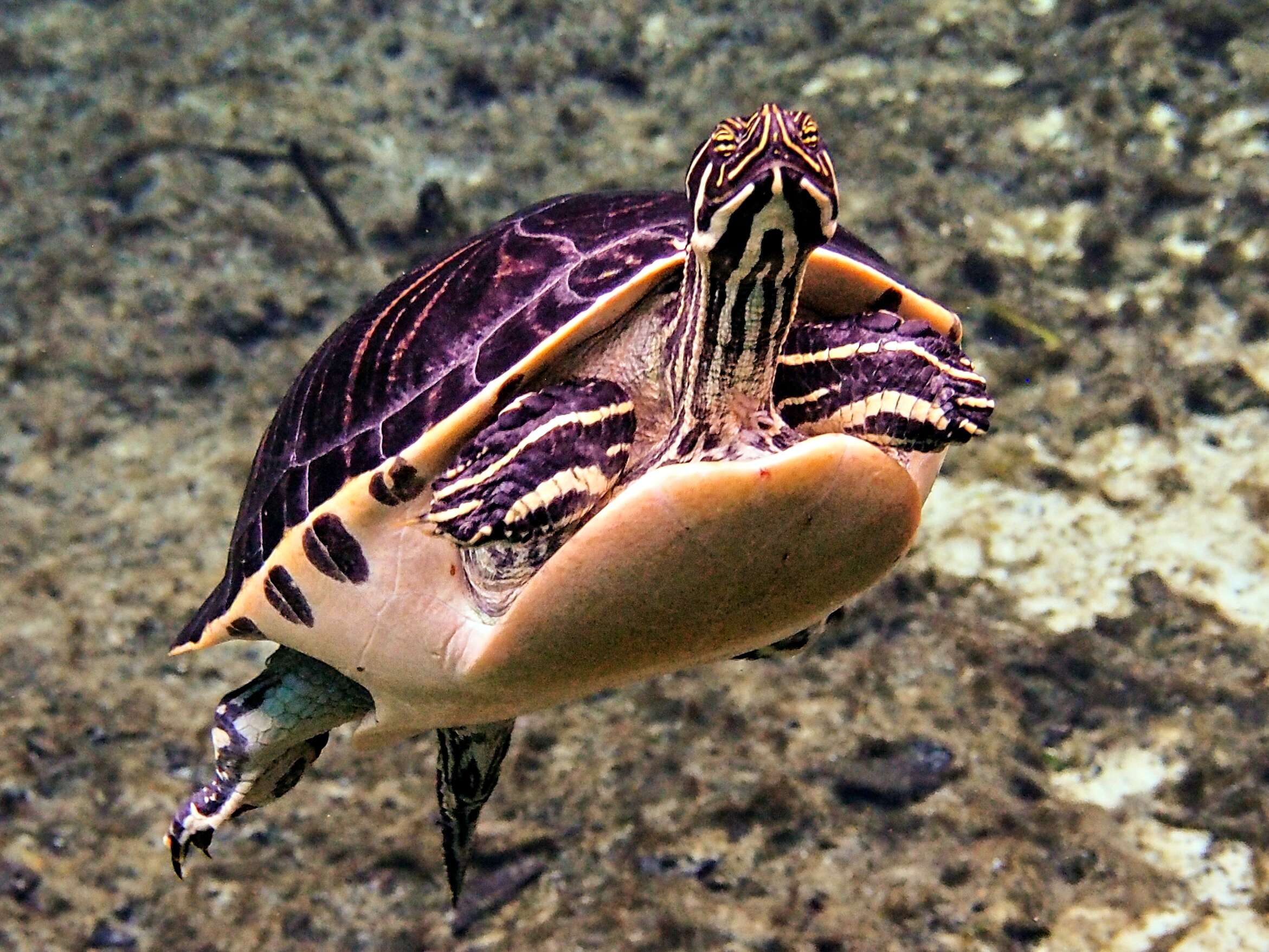 Image of Cooter Turtles