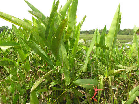 Image of Heliconia marginata (Griggs) Pittier