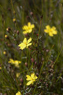 Image of Hibbertia acicularis (Labill.) F. Müll.