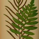 Image of Netted Chain Fern