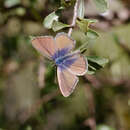 Image de Nacaduba biocellata (Felder & Felder 1865)