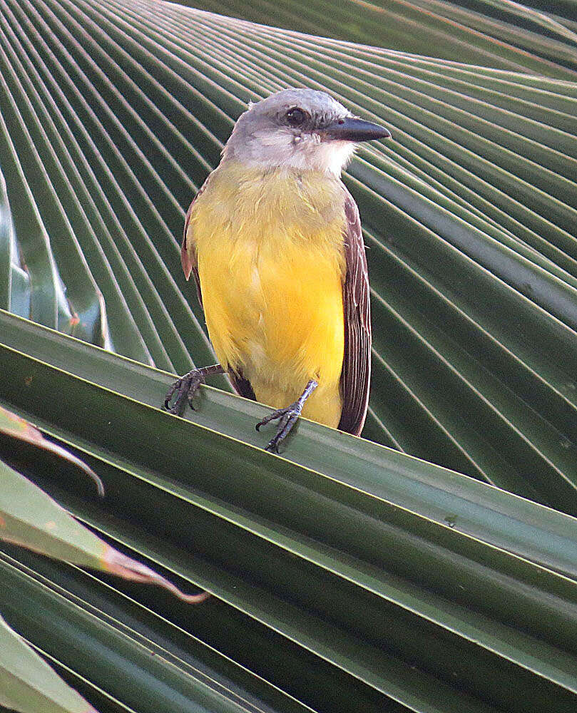 Image of Tropical Kingbird