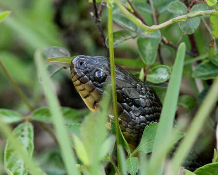 Image of Florida Green Water Snake