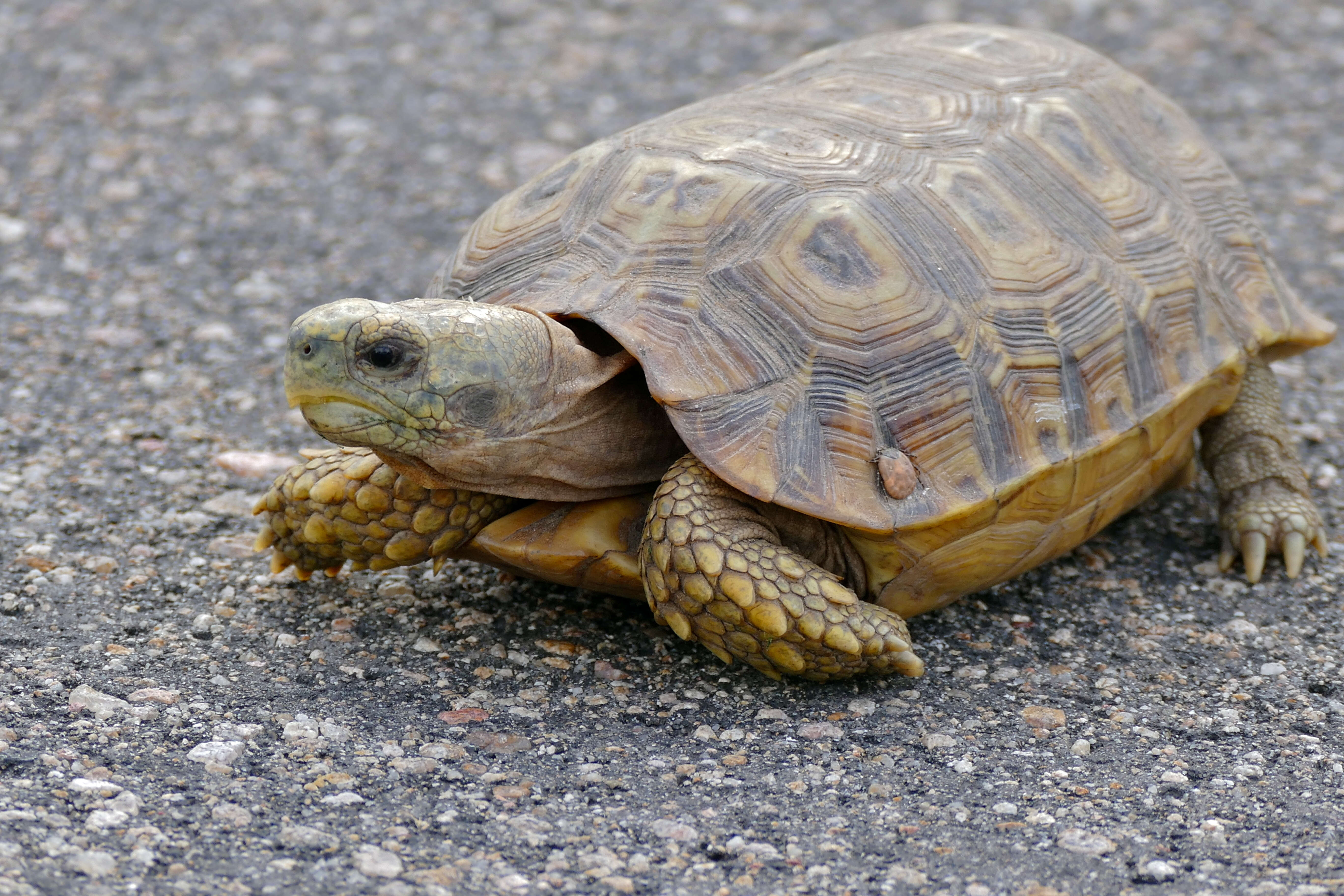 Image of Speke's Hinged Tortoise