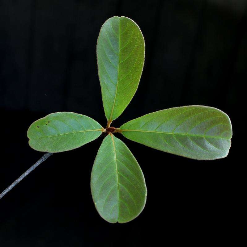 Terminalia glabrescens Mart. resmi