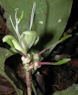 Image of Capparidastrum frondosum (Jacq.) Cornejo & Iltis