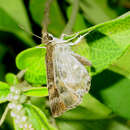 Image of Texas Powdered-Skipper