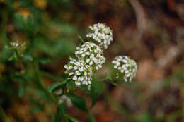 Image of Peppercresses