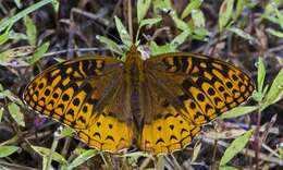 Image of Greater Fritillaries