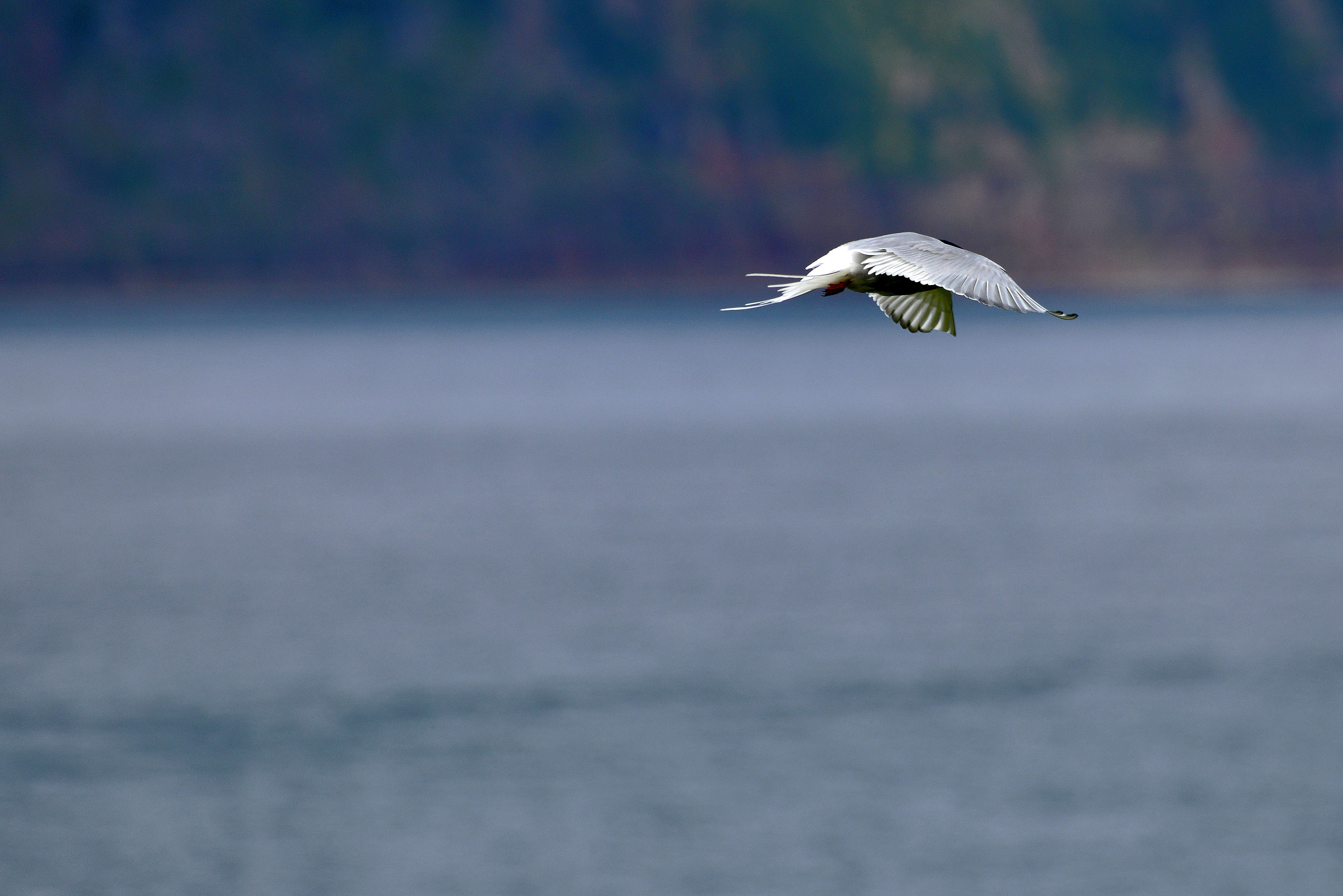 Image of Arctic Tern