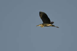 Image of Grey Heron