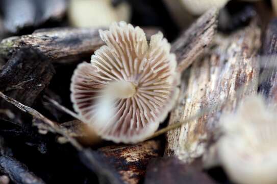 Image de Coprinellus