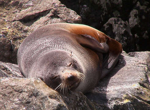 Image of Antipodean Fur Seal