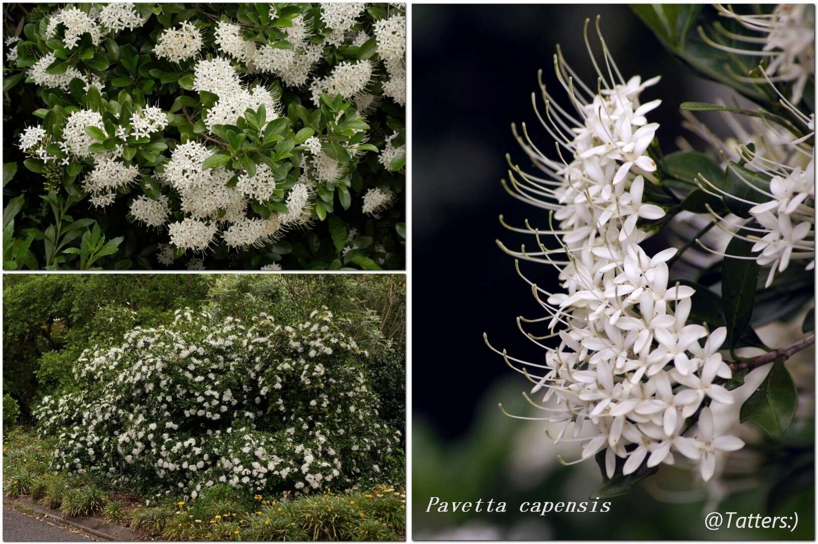 Imagem de Pavetta capensis (Houtt.) Bremek.