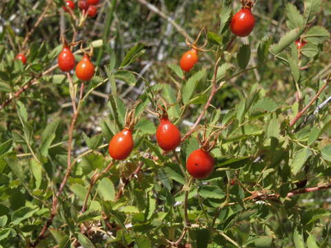 Image of Woods' rose