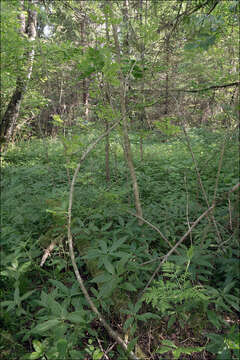 Image of rattlesnake fern